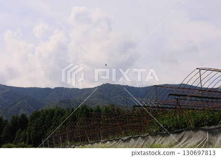 Autumn has no time to let itself go 130697813