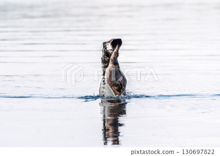 Mating games of two water birds Great Crested Grebes. Two waterfowl birds Great Crested Grebes swim in the lake with heart shaped silhouette 130697822