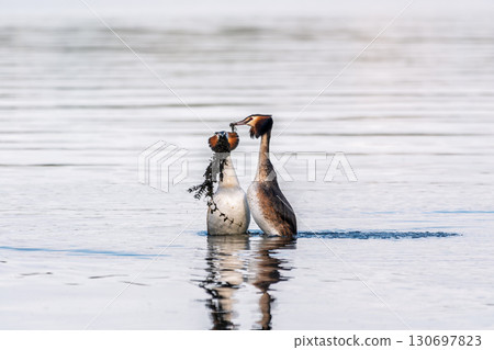 Mating games of two water birds Great Crested Grebes. Two waterfowl birds Great Crested Grebes swim in the lake with heart shaped silhouette Mating games of two water birds Great Crested Grebes. Two waterfowl birds Great Crested Grebes swim in the lake with heart shaped silhouette 130697823