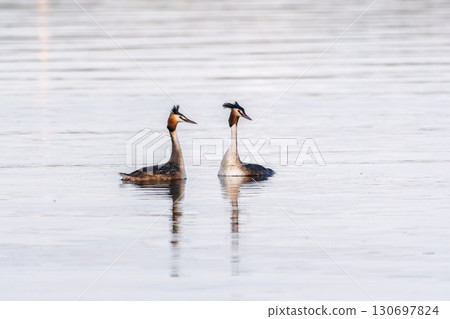 Mating games of two water birds Great Crested Grebes. Two waterfowl birds Great Crested Grebes swim in the lake with heart shaped silhouette 130697824