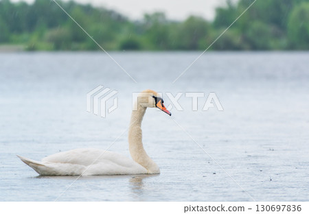 Graceful white Swan swimming in the lake, swans in the wild. Portrait of a white swan swimming on a lake. 130697836
