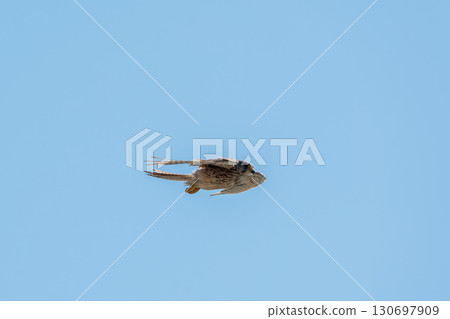 Common kestrel, Falco tinnunculus, hovered in the air in search of prey Common kestrel, Falco tinnunculus, hovered in the air in search of prey 130697909