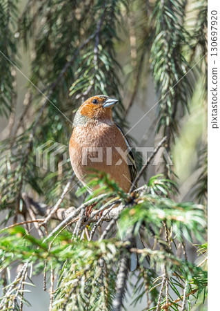 Common chaffinch, Fringilla coelebs, sits on a tree. Common chaffinch in wildlife. 130697920