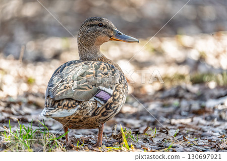 A duck female stands on its paws on the green shore of a pond. A duck female stands on its paws on the green shore of a pond. 130697921