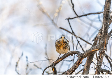 Fieldfare is sitting on branch in winter or autumn on blue sky background. Fieldfare is sitting on branch in winter or autumn on blue sky background. 130697923