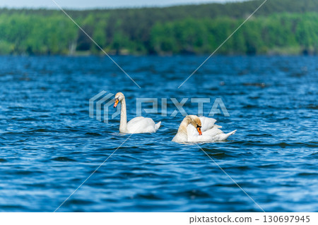 Two Graceful white Swans swimming in the lake, swans in the wild 130697945