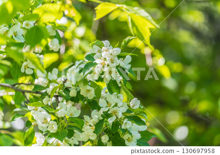 White blossoming apple trees. White apple tree flowers 130697958