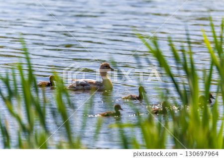 A family of ducks, a duck and its little ducklings are swimming in the water. The duck takes care of its newborn ducklings. Mallard, lat. Anas platyrhynchos 130697964