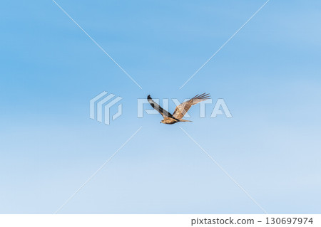 The bird of prey Black Kite flying in blue Sky The bird of prey Black Kite flying in blue Sky 130697974