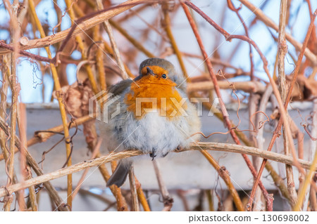 Cute bird the European Robin, Erithacus rubecula. sitting on the tree branch in winter. Cute bird the European Robin, Erithacus rubecula. sitting on the tree branch in winter. 130698002
