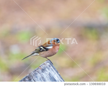 Common chaffinch, Fringilla coelebs, sits on a tree. Common chaffinch in wildlife. Common chaffinch, Fringilla coelebs, sits on a tree. Common chaffinch in wildlife. 130698010
