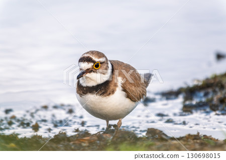 Little ringed plover (Charadrius dubius), bird standing on the lake shore 130698015