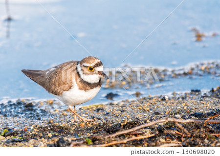 Little ringed plover (Charadrius dubius), bird standing on the lake shore Little ringed plover (Charadrius dubius), bird standing on the lake shore 130698020