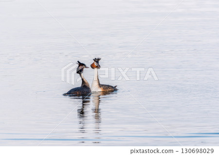 Mating games of two water birds Great Crested Grebes. Two waterfowl birds Great Crested Grebes swim in the lake with heart shaped silhouette Mating games of two water birds Great Crested Grebes. Two waterfowl birds Great Crested Grebes swim in the lake with heart shaped silhouette 130698029