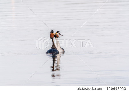 Mating games of two water birds Great Crested Grebes. Two waterfowl birds Great Crested Grebes swim in the lake with heart shaped silhouette 130698030