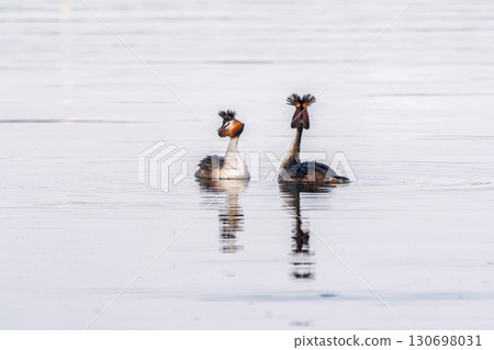 Mating games of two water birds Great Crested Grebes. Two waterfowl birds Great Crested Grebes swim in the lake with heart shaped silhouette 130698031