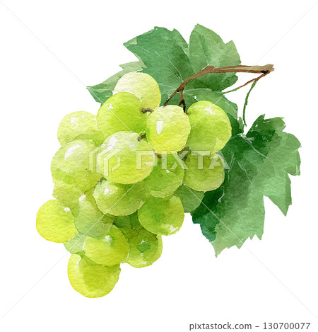 一串綠葡萄的水彩插圖，馬斯喀特風格的水果材料，PNG剪貼畫 130700077