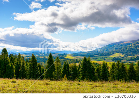 hillside of mountain range with coniferous forest and meadow. grassy pasture on the hill in autumn. transcarpathia landscape on a sunny morning under sky with clouds hillside of mountain range with coniferous forest and meadow. grassy pasture on the hill in autumn. transcarpathia landscape on a sunny morning under sky with clouds 130700330