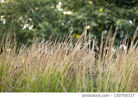 Tall Grasses Swaying in the Wind. Abstract natural background of soft plants. Pampas grass on a blurry bokeh, Dry reeds boho style. 130700337