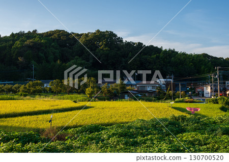 厚木市上荒蕪澤的田園風光 初秋的田園風光 130700520