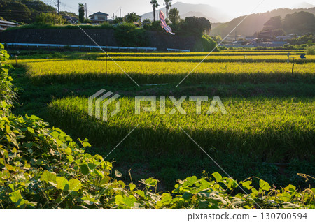 Evening rural scenery in Kamifurosawa, Atsugi City 130700594