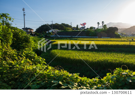 厚木市上荒澤的田園風光 - 傍晚的稻田風光 厚木市上荒澤的田園風光 - 傍晚的稻田風光 130700611
