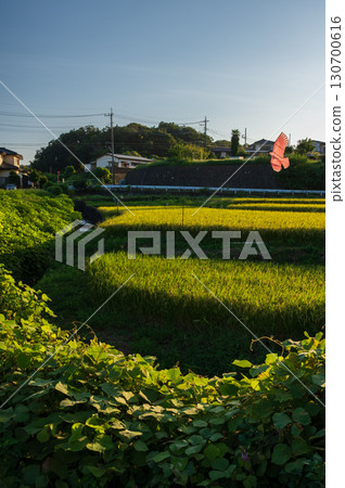 Rural scenery of Kamifurosawa, Atsugi City - Rice field scenery in the evening Rural scenery of Kamifurosawa, Atsugi City - Rice field scenery in the evening 130700616