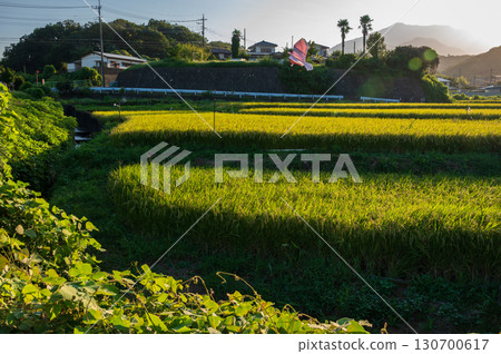 Rural scenery of Kamifurosawa, Atsugi City - Rice field scenery in the evening Rural scenery of Kamifurosawa, Atsugi City - Rice field scenery in the evening 130700617