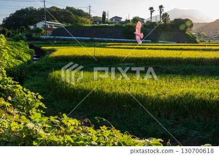 厚木市上荒澤的田園風光 - 傍晚的稻田風光 厚木市上荒澤的田園風光 - 傍晚的稻田風光 130700618