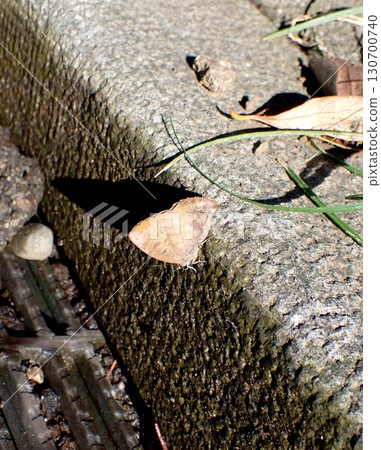 Murasaki燕子 130700740