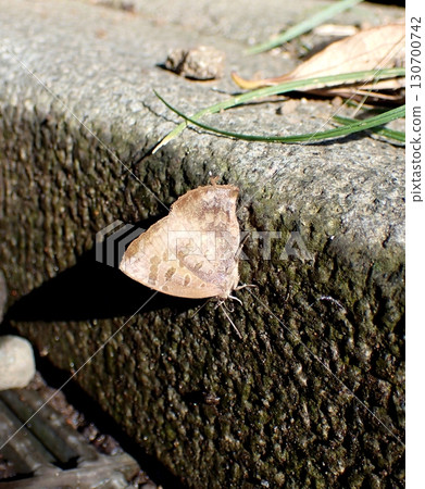 Murasaki燕子 130700742