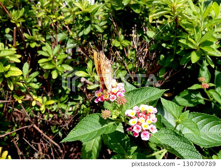 綠豹紋蝶馬纓丹 130700789