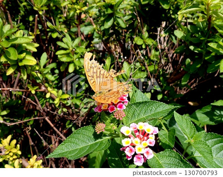 綠豹紋蝶馬纓丹 130700793