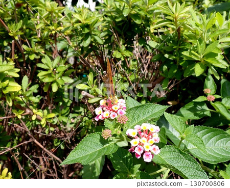 綠豹紋蝶馬纓丹 130700806