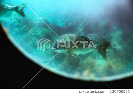 Black porgy seen from the window of the Genkai Underwater Observatory 130700935