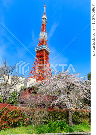 Tokyo Tower and cherry blossoms in Minato Ward, Tokyo Tokyo Tower and cherry blossoms in Minato Ward, Tokyo 130700967