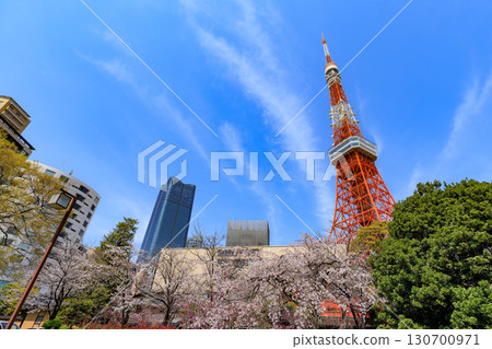 Tokyo Tower and cherry blossoms in Minato Ward, Tokyo Tokyo Tower and cherry blossoms in Minato Ward, Tokyo 130700971