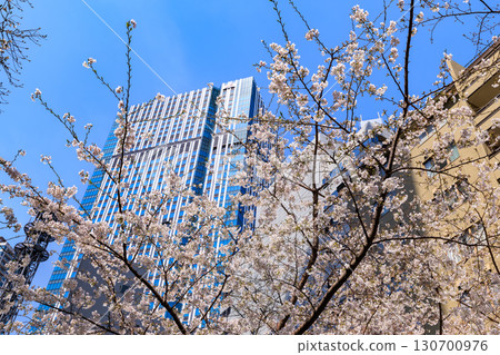 Cherry blossoms at Akasaka 1-chome, Minato Ward, Tokyo 130700976