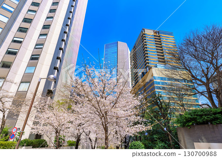 Cherry blossoms at Akasaka 1-chome, Minato Ward, Tokyo 130700988