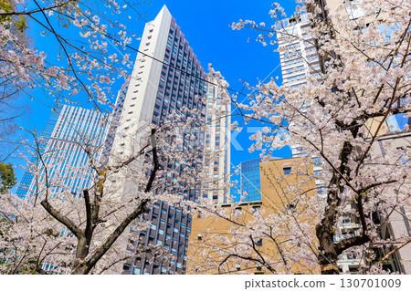 Cherry blossoms at Akasaka 1-chome, Minato Ward, Tokyo 130701009