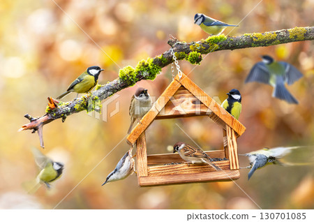 Group of little birds feeding on bird feeder with sunflower seeds on autumn background. Great tit, blue tit, sparrow, nuthatch 130701085