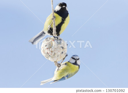 Group of little birds feeding on bird feeder with suet fat ball. Blue tit and Great tit 130701092