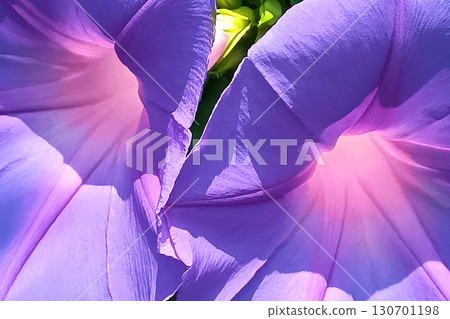 Morning glory close-up, Morning glory, graphic material 130701198