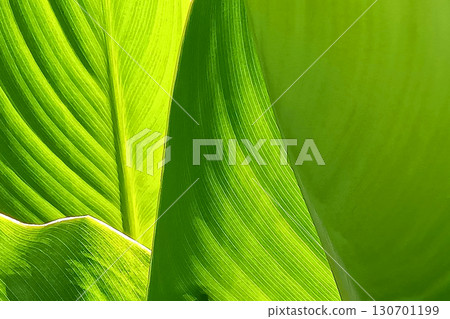Close-up of plant leaves - Canna graphic material Close-up of plant leaves - Canna graphic material 130701199