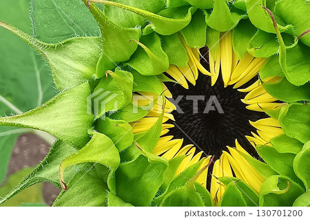 Sunflower buds, sunflower buds, graphic material Sunflower buds, sunflower buds, graphic material 130701200
