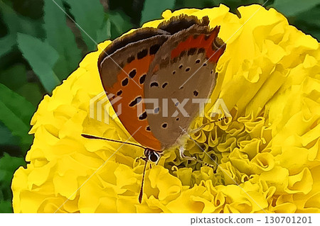一隻蝴蝶正在從花中吸取花蜜：紅銅 130701201