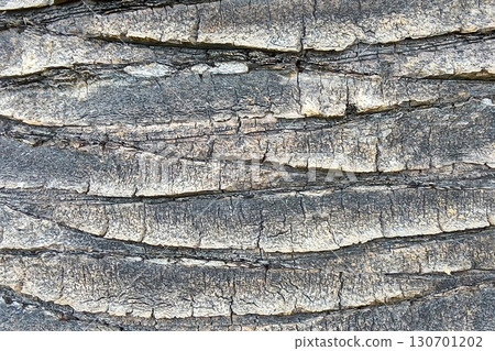 Palm tree skin Canary Islands graphic material Palm tree skin Canary Islands graphic material 130701202