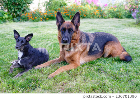 Two dogs on green grass on sunny day Two dogs on green grass on sunny day 130701390