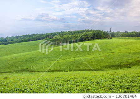 【北海道_釧路_白羽岬】讓人想深呼吸，舒緩身心的避暑勝地。 7月 130701464