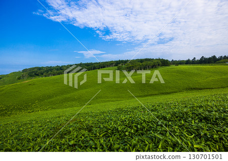 【北海道_釧路_白羽岬】讓人想深呼吸，舒緩身心的避暑勝地。 7月 130701501